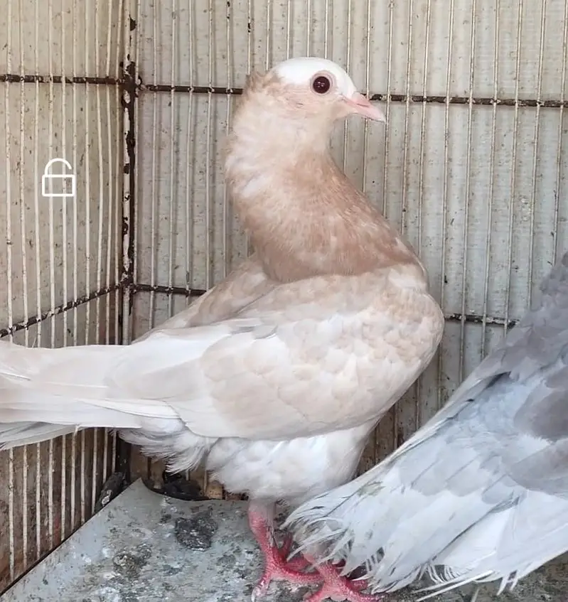 mukhi fancy pigeon — photo 5