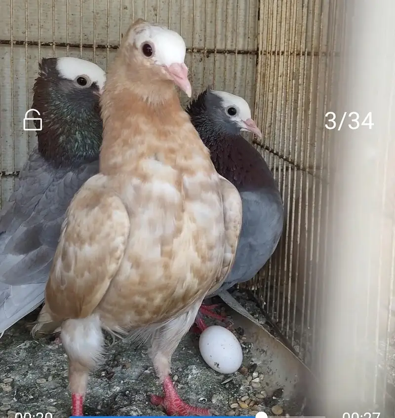 mukhi fancy pigeon — photo 6