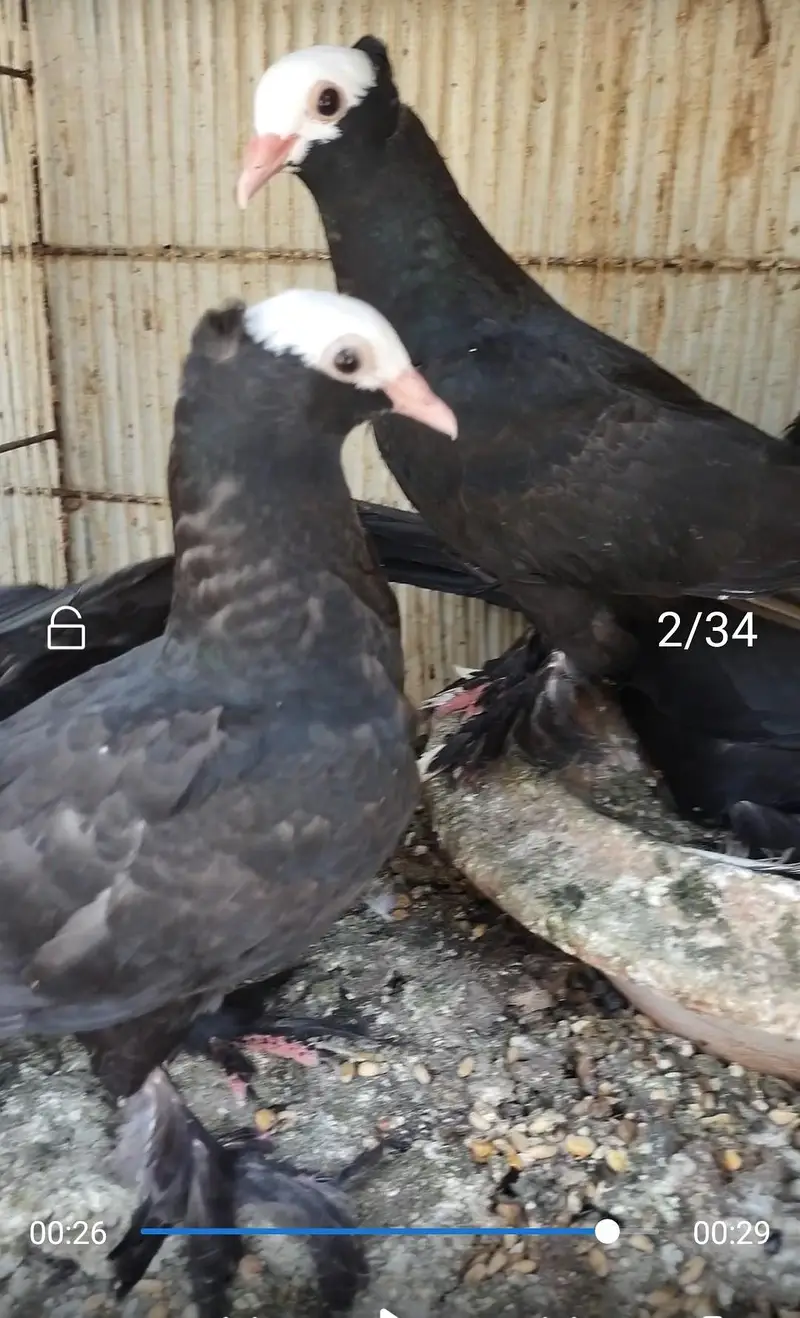 mukhi fancy pigeon — photo 7
