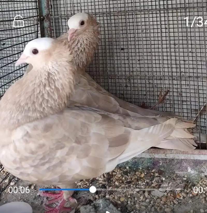 mukhi fancy pigeon — photo 8