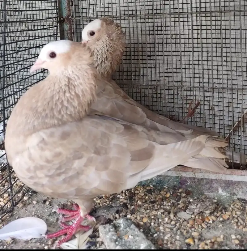 mukhi fancy pigeon — photo 9