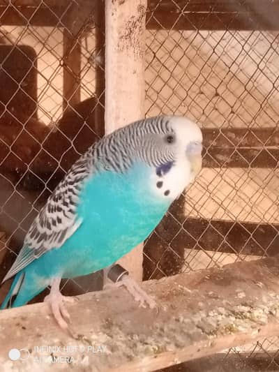parrot  for sale