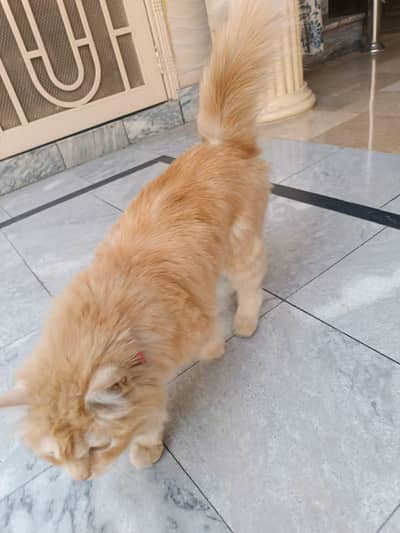 Persian Cat