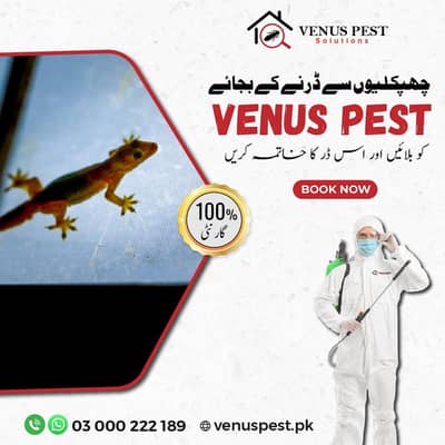 Dengue Spary/Termite Control/Deemak Control/ lizard pest control