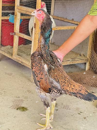 PURE JAPNIES SHAMO FEMALES FOR SALE 03228997717 seen