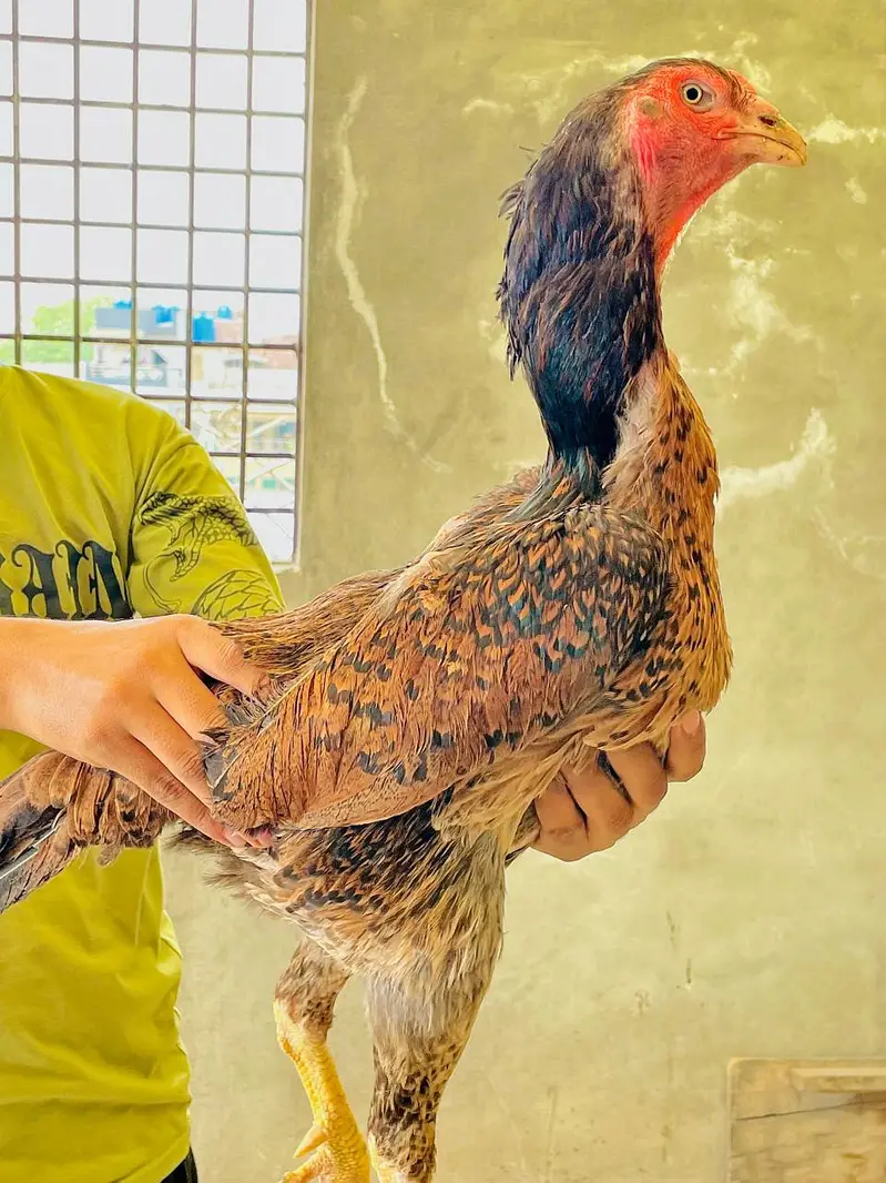 PURE JAPNIES SHAMO FEMALE FOR SALE 03228997717 seen — photo 2
