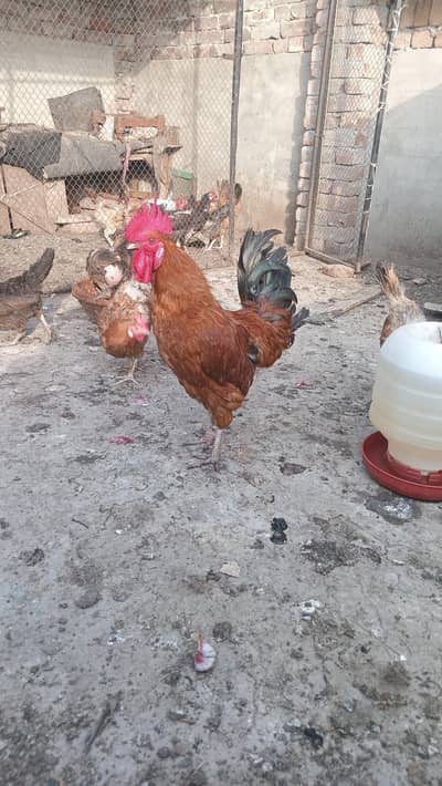 golden desi egg laying hens