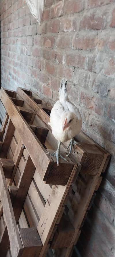 dessi chicks