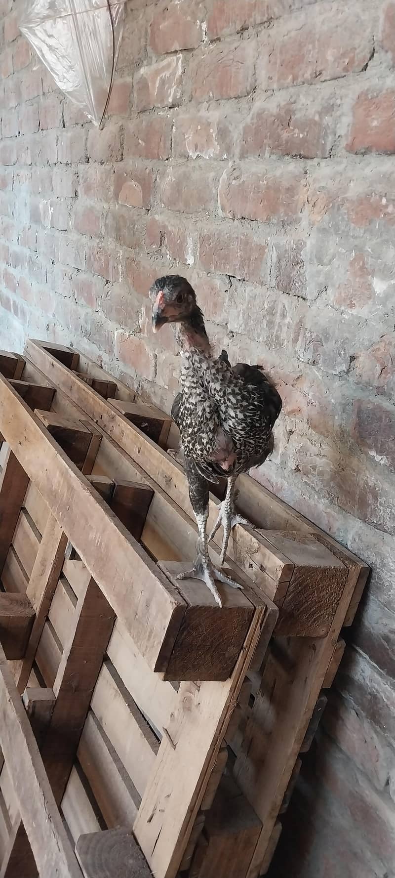 dessi chicks 6