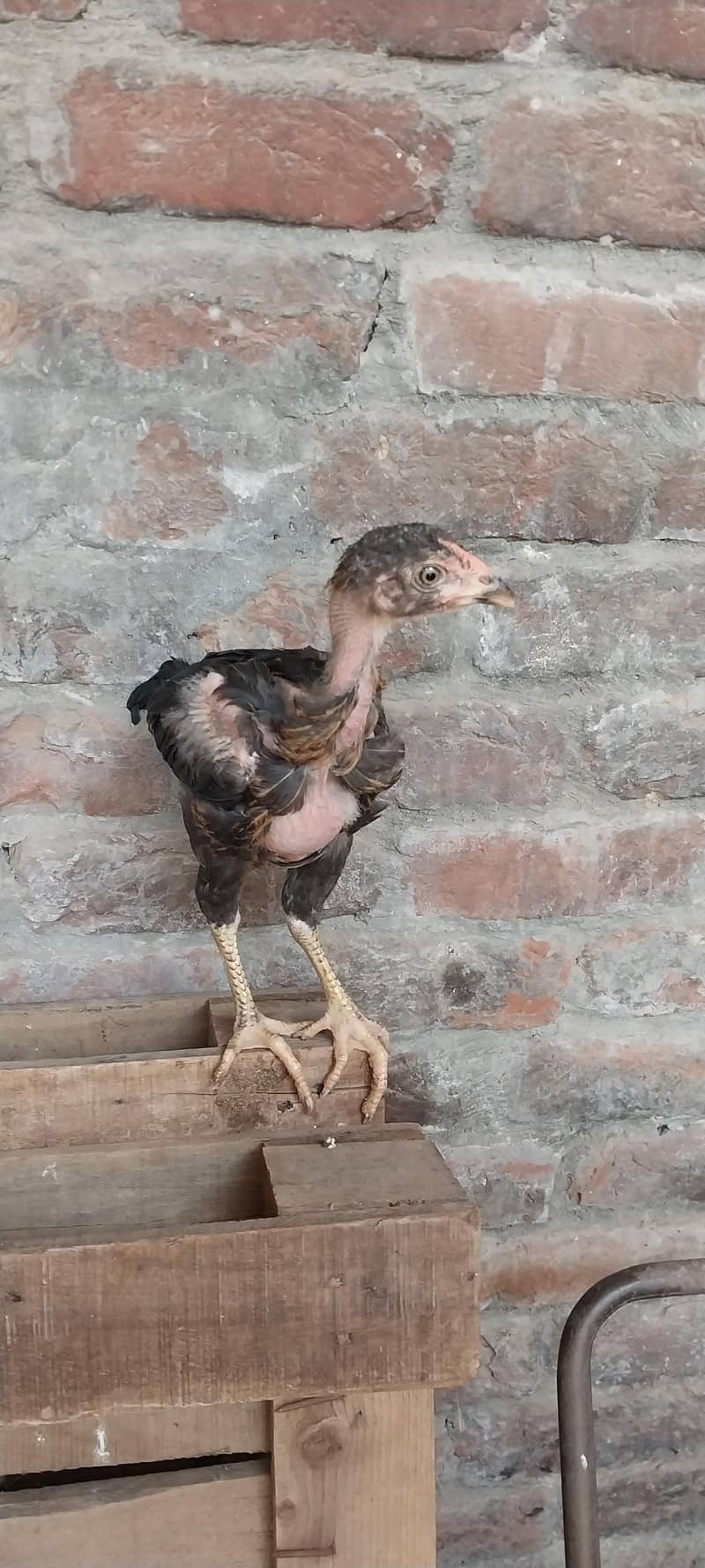 dessi chicks 10