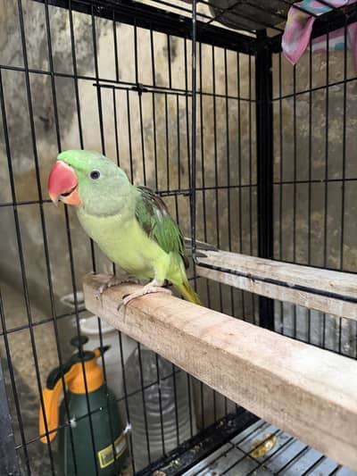 Raw parrot pair
