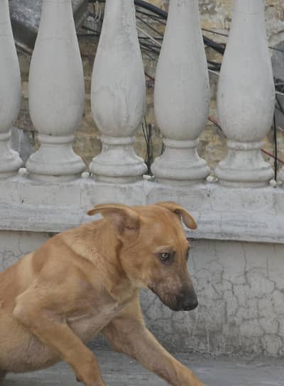 belgian malinois