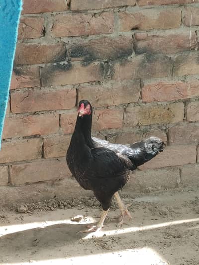 breeder murgi for sale