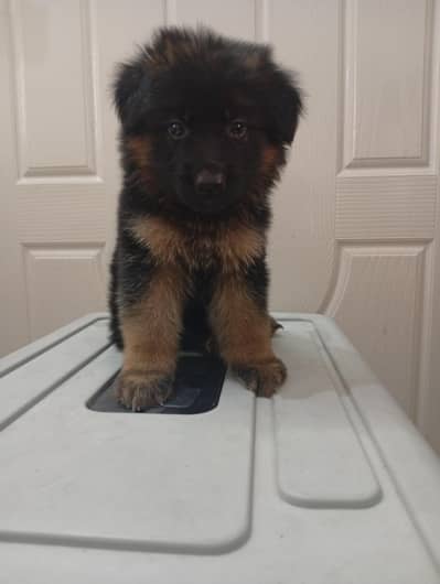 German shepherds long coat pink Pedigree