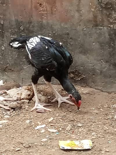 mainwali aseel pair