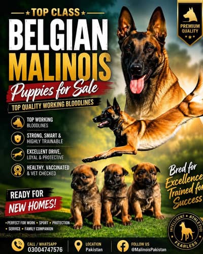 Top quality Belgian mallinois puppies are available for sale