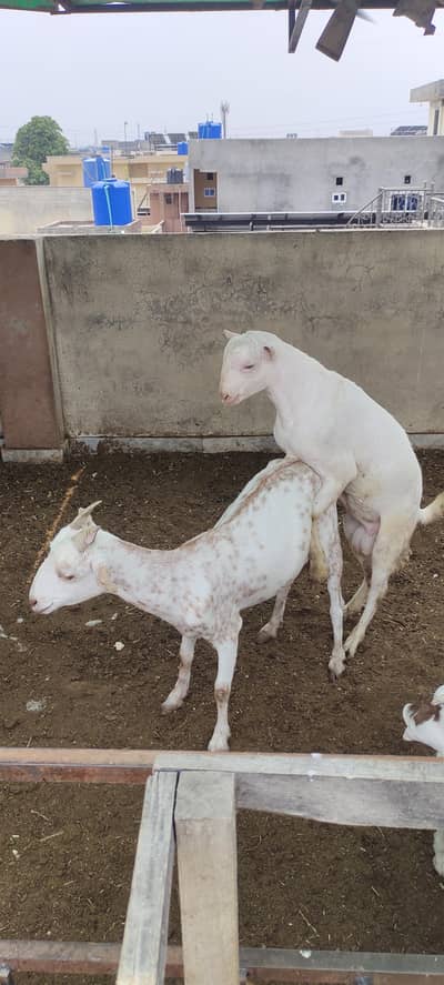 teddy goats available