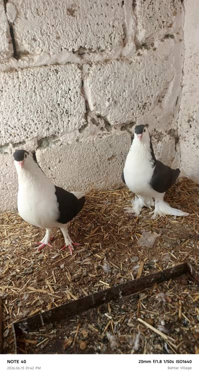 PURE SHERAZI BREEDER PAIR