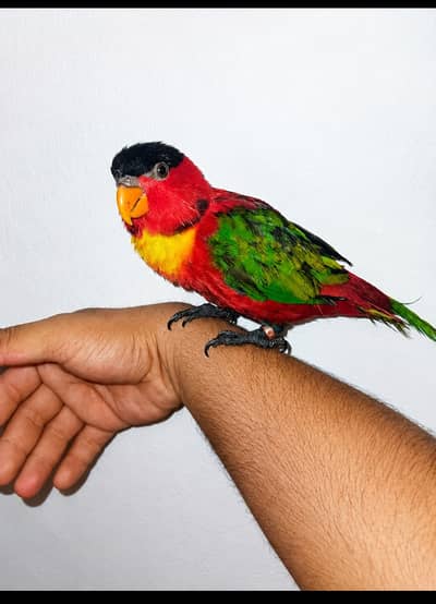 lorry bird | lorry parrot |hand tame| African grey | parrot for sale