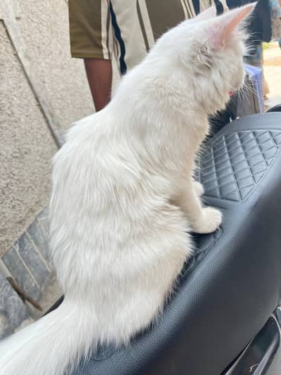 Persian cat trained triple coat