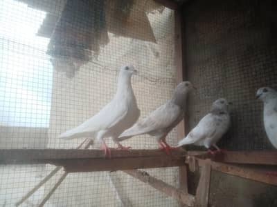 Wehshi pigeon Phati Highflyer & 2 Patti Wale