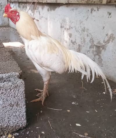 heera aseel for sale / ہیرا اسیل برائے فروخت
