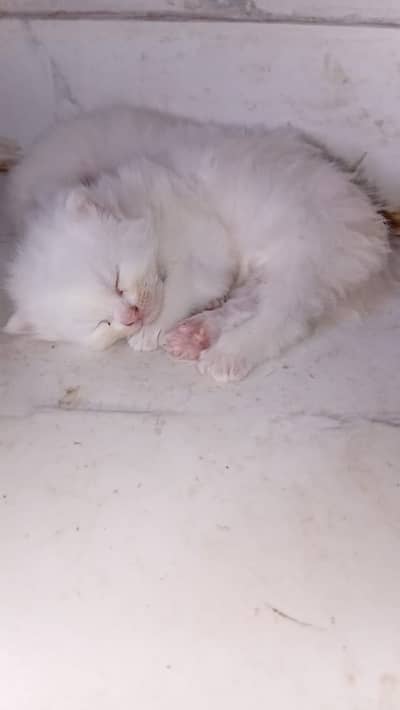Three healthy kittens available