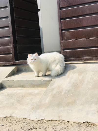 Three healthy kittens available