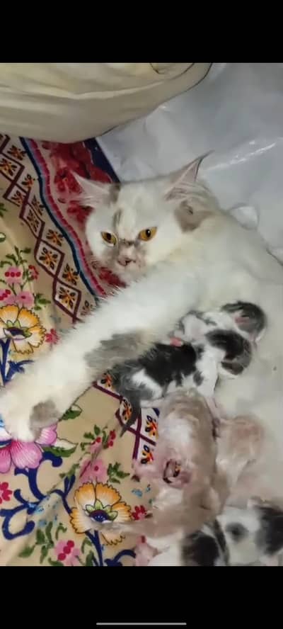 calico female cat