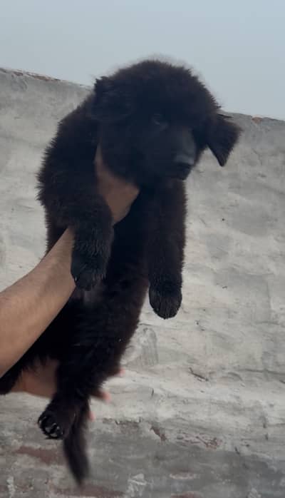 German shepherd long coat puppy