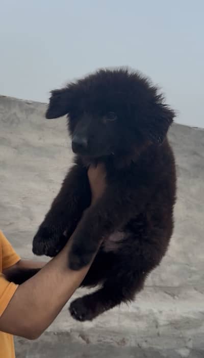 German shepherd long coat puppy