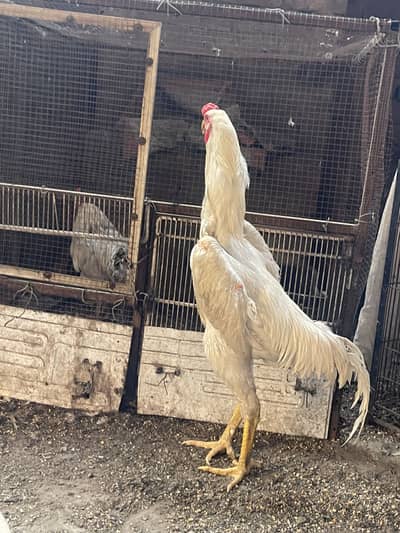 pure aseel thai_ white shamo pair,heera aseel/egg laying shamo_chicks