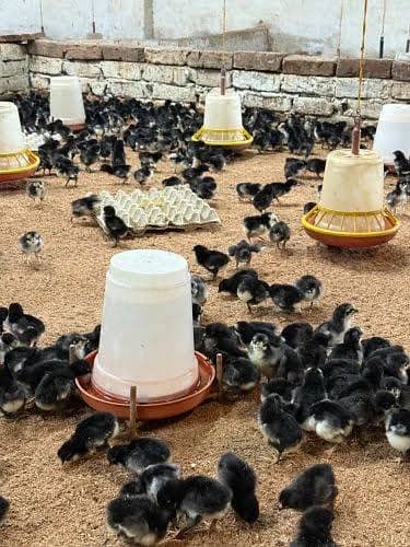 golden misri | australorp | rir chicks | golden misri patha / pathi