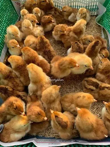 golden misri | australorp | rir chicks | golden misri patha / pathi — photo 2