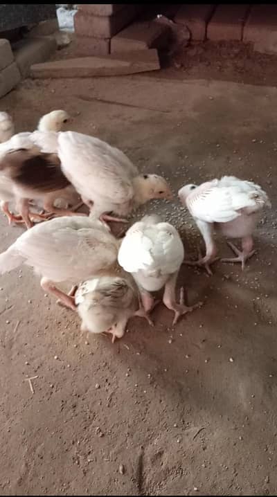 7 Heera Aseel chick's and two simple Aseel chicks