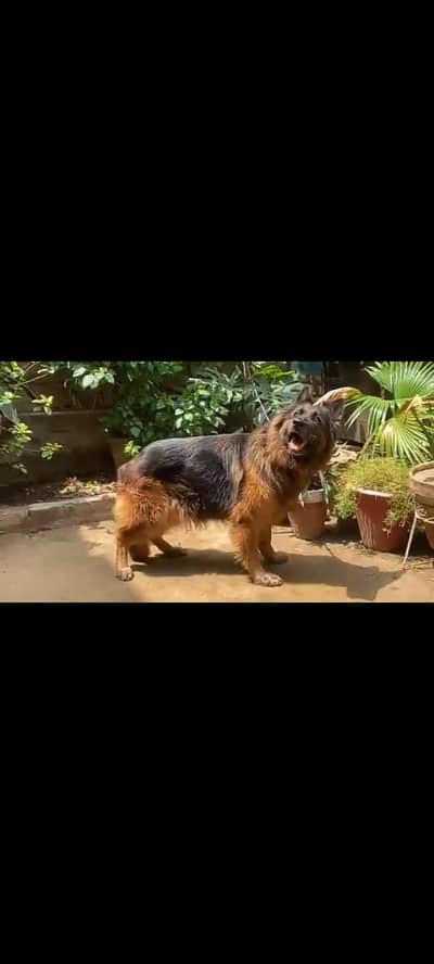 German shepherd confirm breeder female