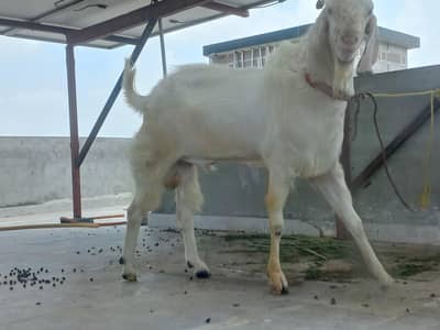 bakra
