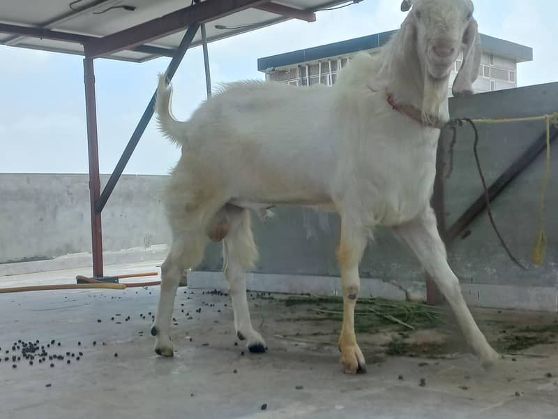 bakra 0