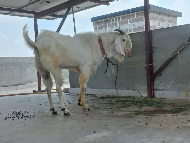 bakra 1