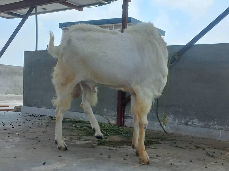 bakra 2