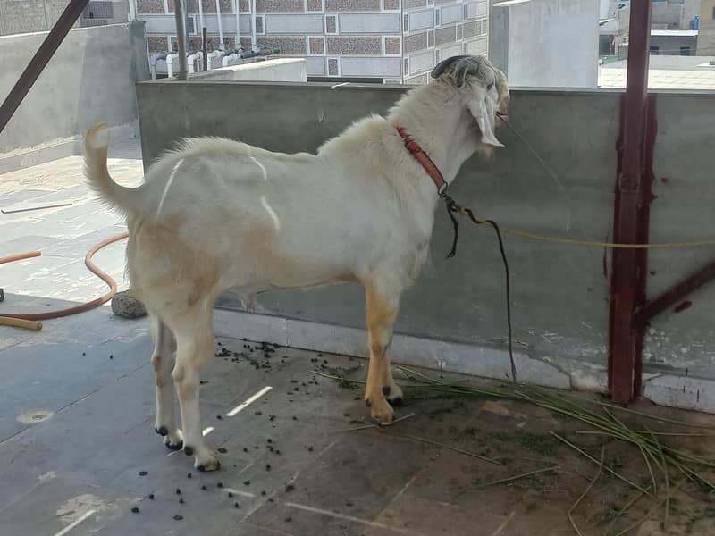 bakra 3