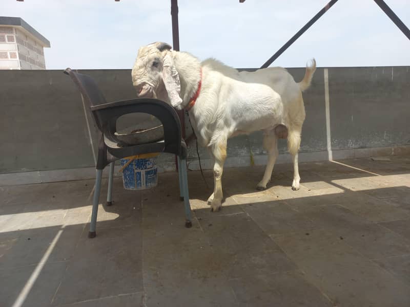 bakra 4