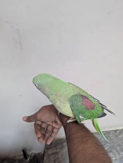 hand tale ,2 years age breder ha