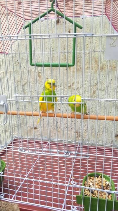 budgies