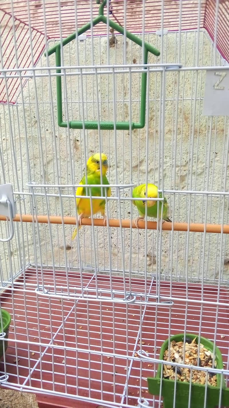 budgies 0
