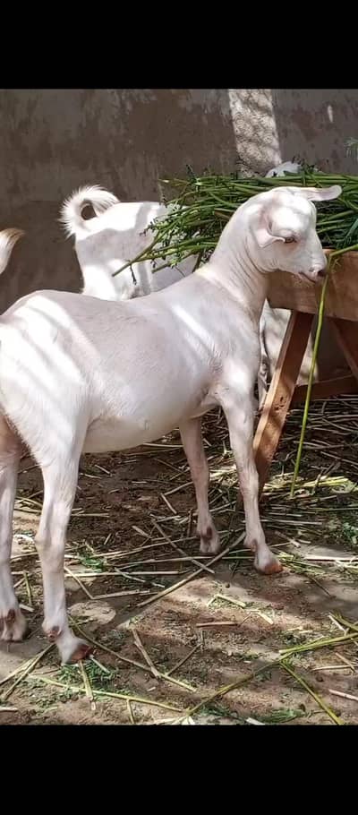 light Ablack white face female