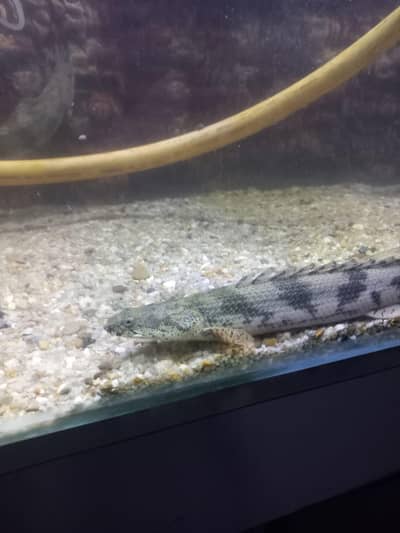 endlicheri bichirs 9 pieces