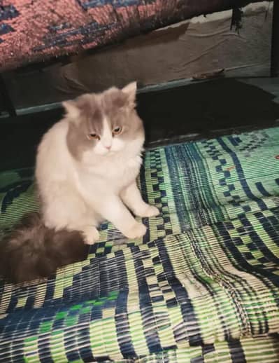 Meeting K Liye Male Available Hy