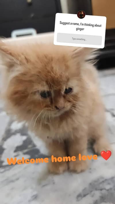 Ginger ( long coat)