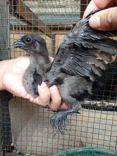 ayam cemani good quality